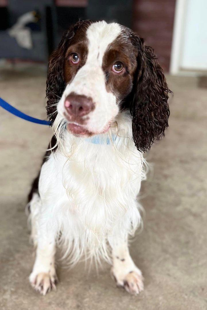 Merle, a Adopted English Springer Spaniel in SYLVANIA, GA image 2/12