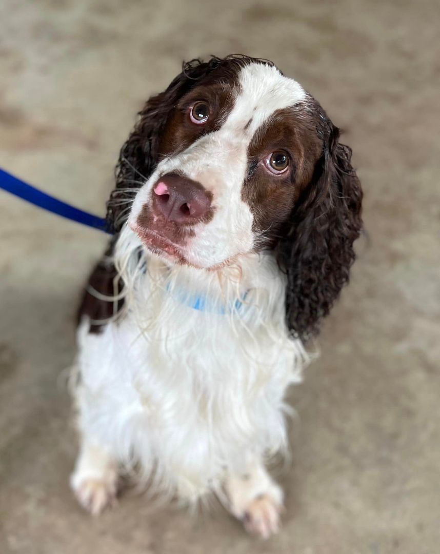 Merle, a Adopted English Springer Spaniel in SYLVANIA, GA image 3/12