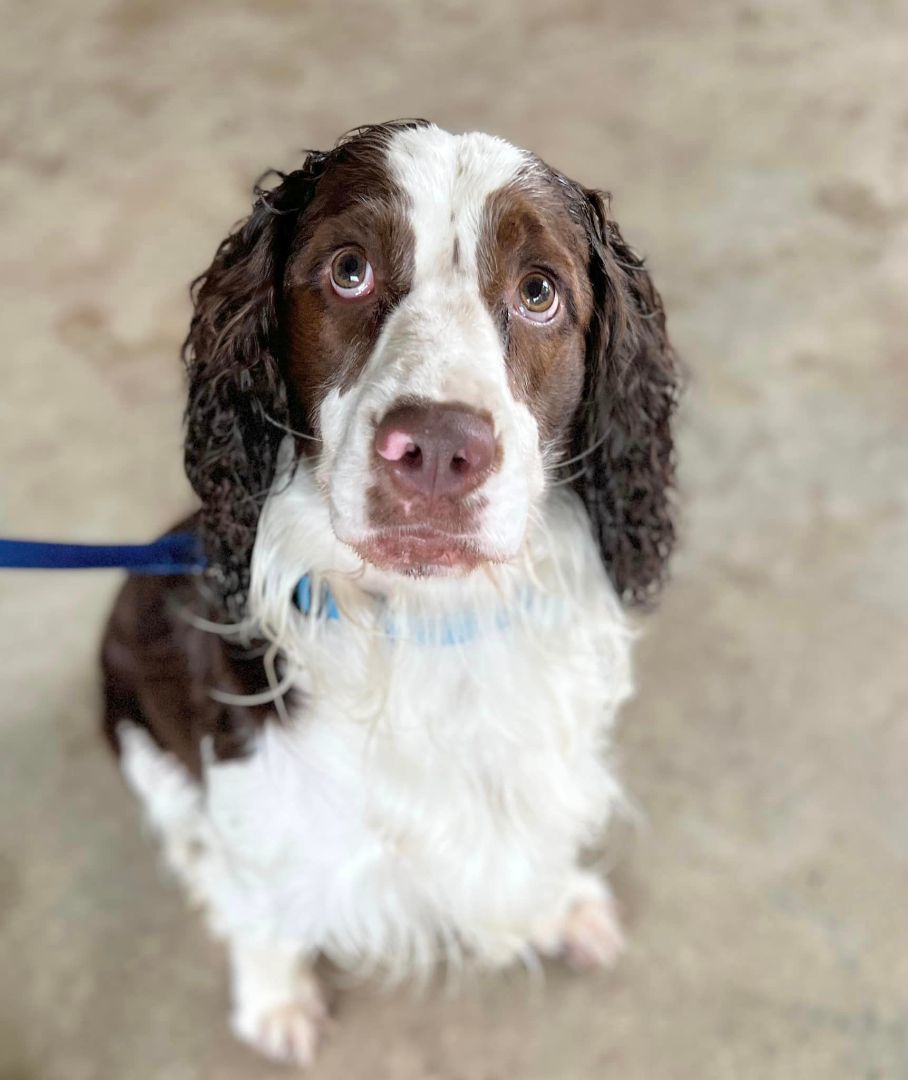 Merle, a Adopted English Springer Spaniel in SYLVANIA, GA image 4/12