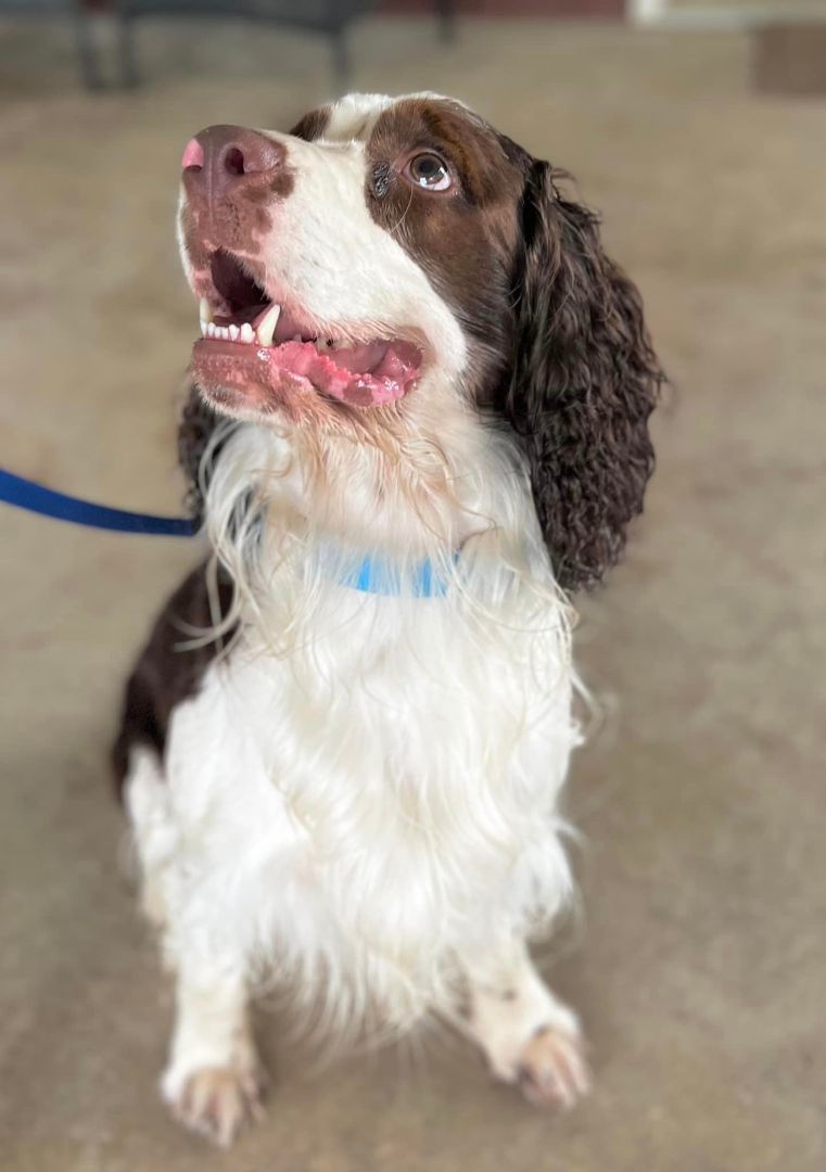 Merle, a Adopted English Springer Spaniel in SYLVANIA, GA image 5/12