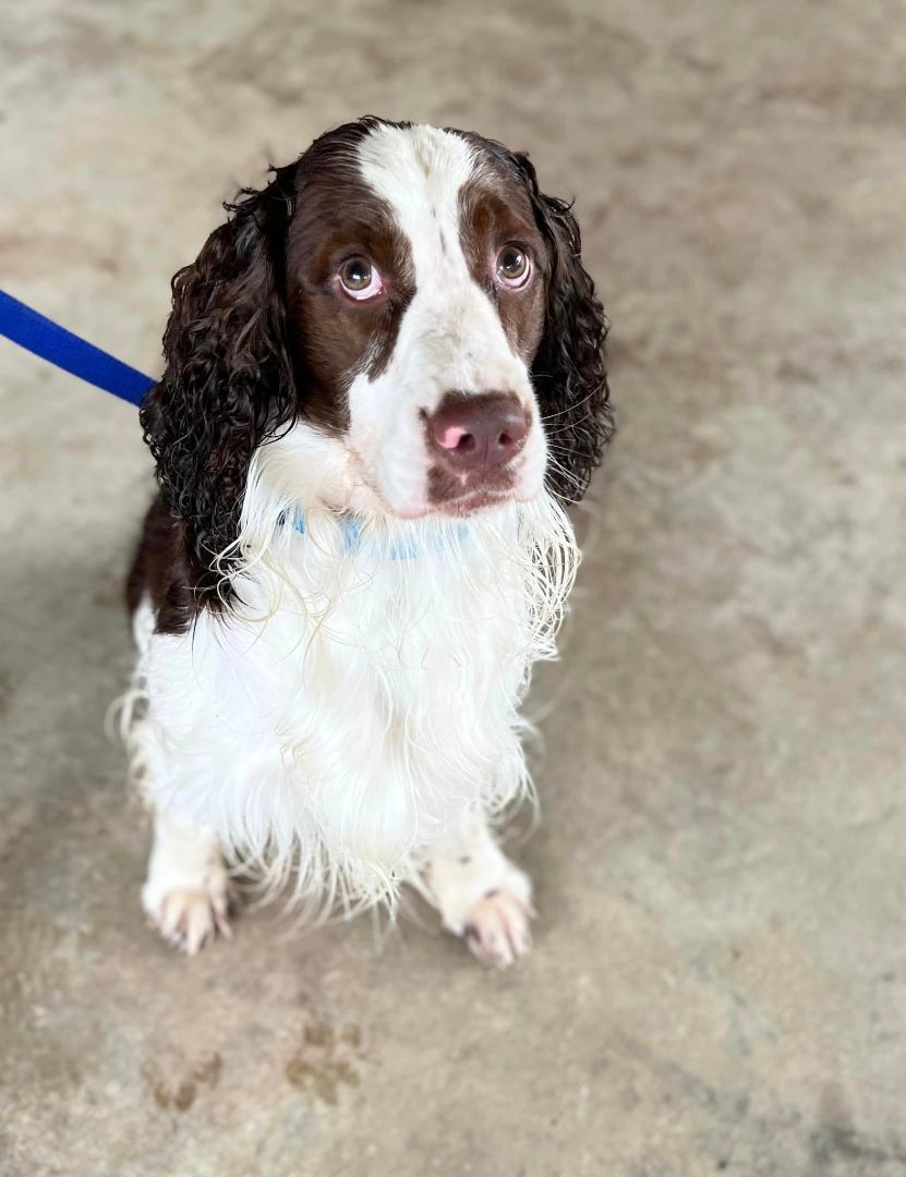 Merle, a Adopted English Springer Spaniel in SYLVANIA, GA image 6/12