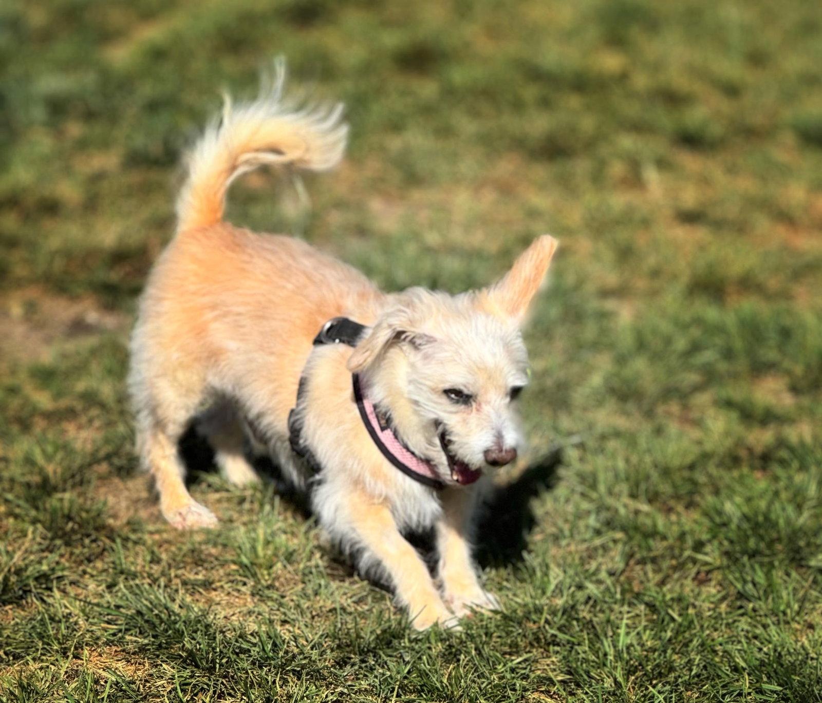 *Axl Rose Diva -- HEART MEDS, Adoptable, Senior Male Havanese & Terrier.