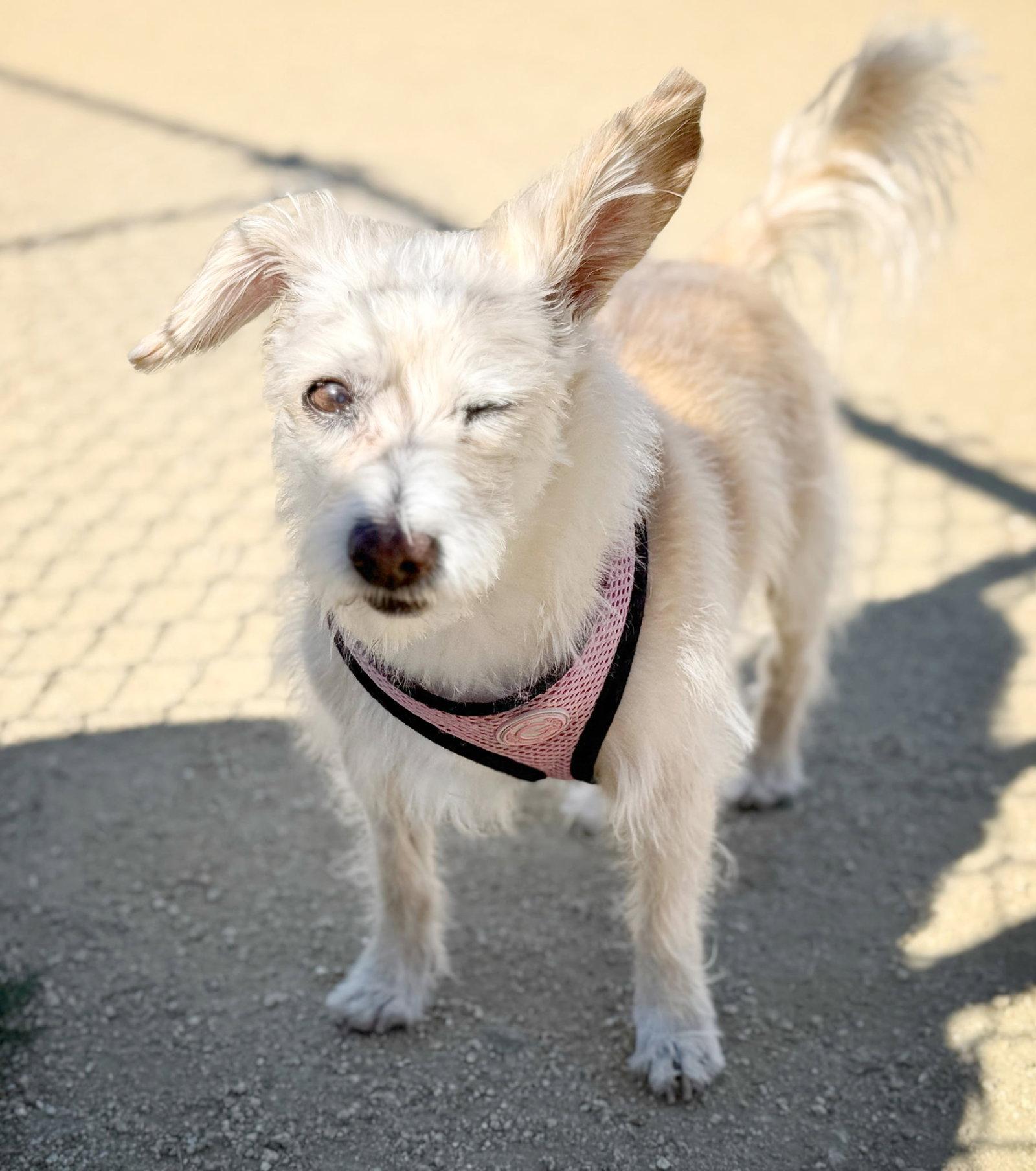 Enlarge *Axl Rose Diva -- HEART MEDS, a Adoptable mixed breed in Pittsburg, CA image 2/3