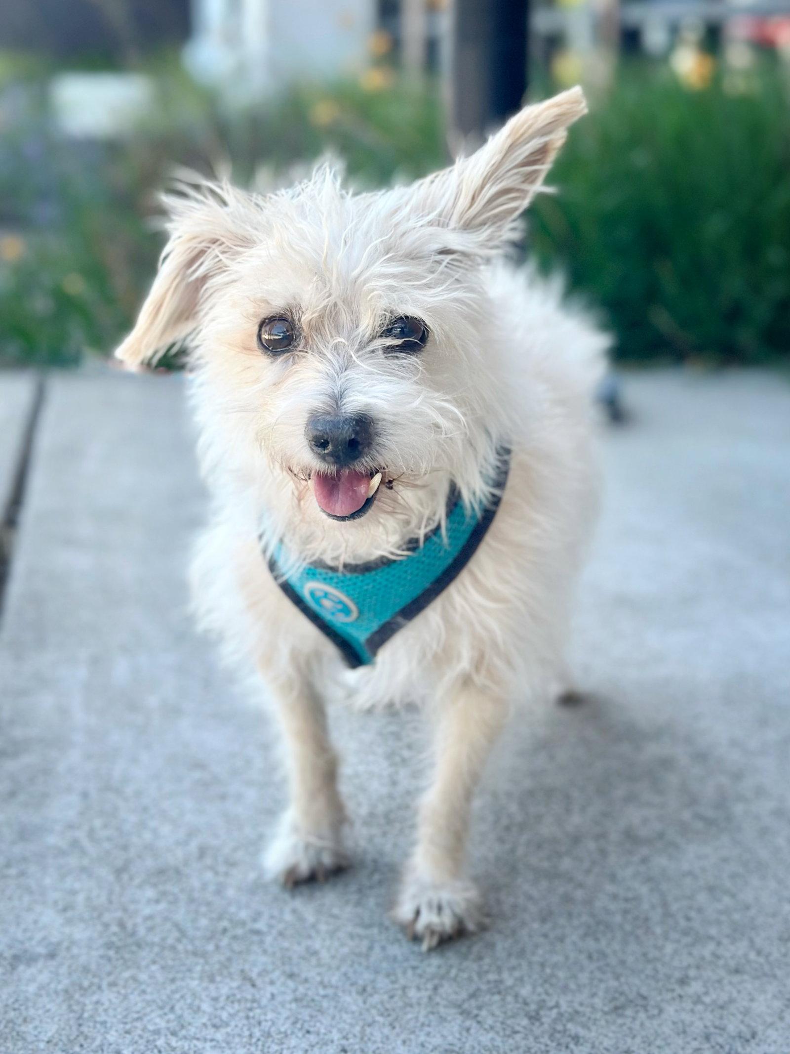 *Axl Rose Diva -- HEART MEDS, a Adoptable mixed breed in Pittsburg, CA image 1/3