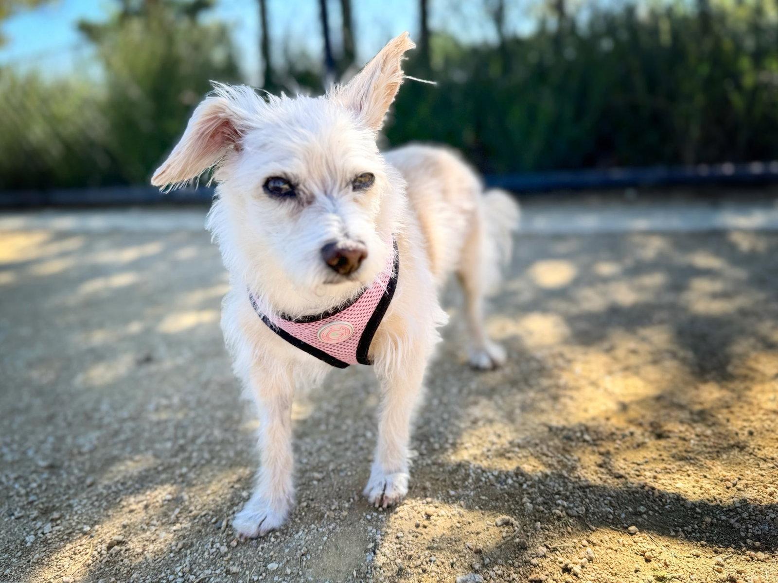 Enlarge *Axl Rose Diva -- HEART MEDS, a Adoptable mixed breed in Pittsburg, CA image 3/3