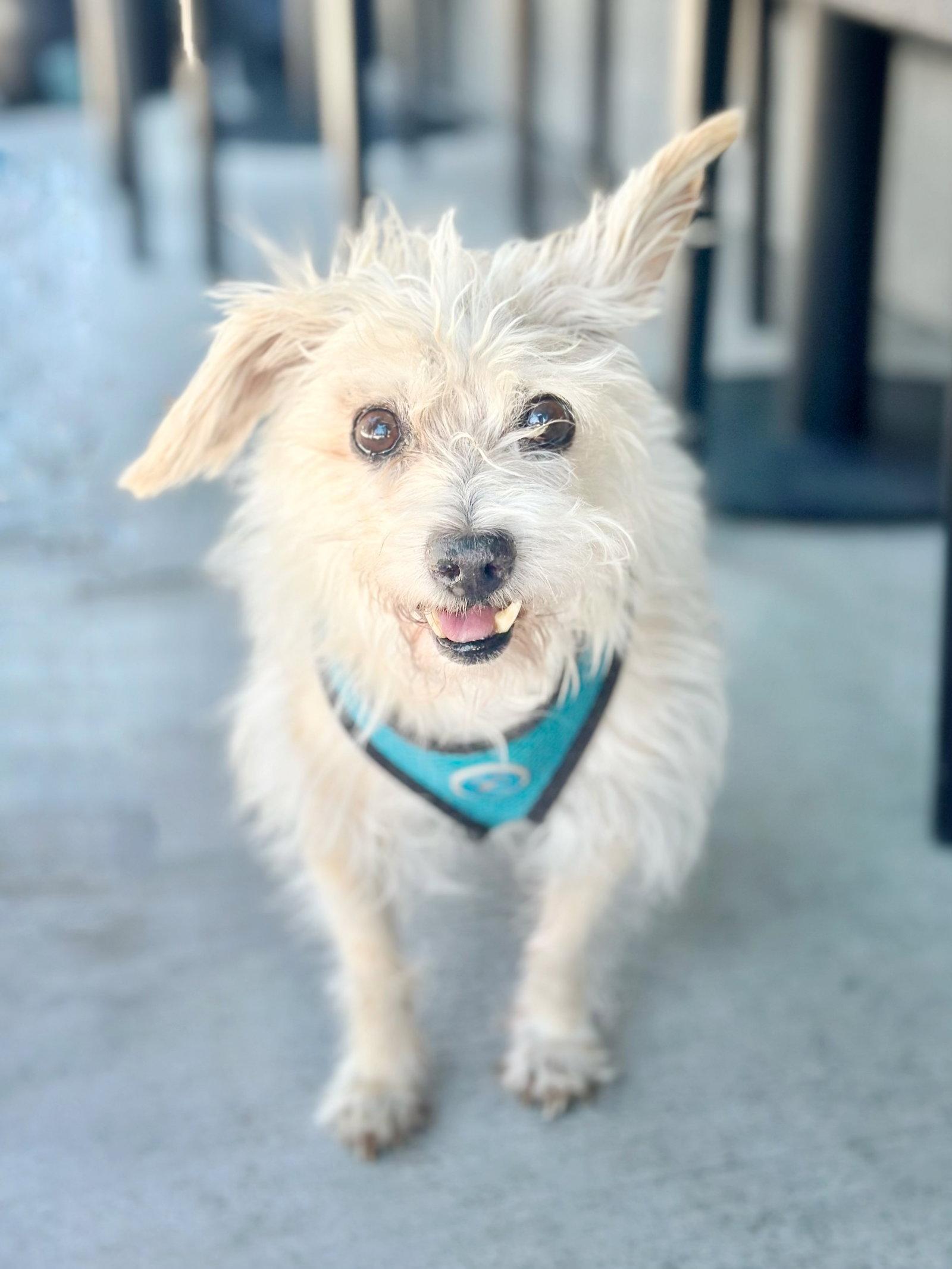 *Axl Rose Diva -- HEART MEDS, a Adoptable mixed breed in Pittsburg, CA image 2/3