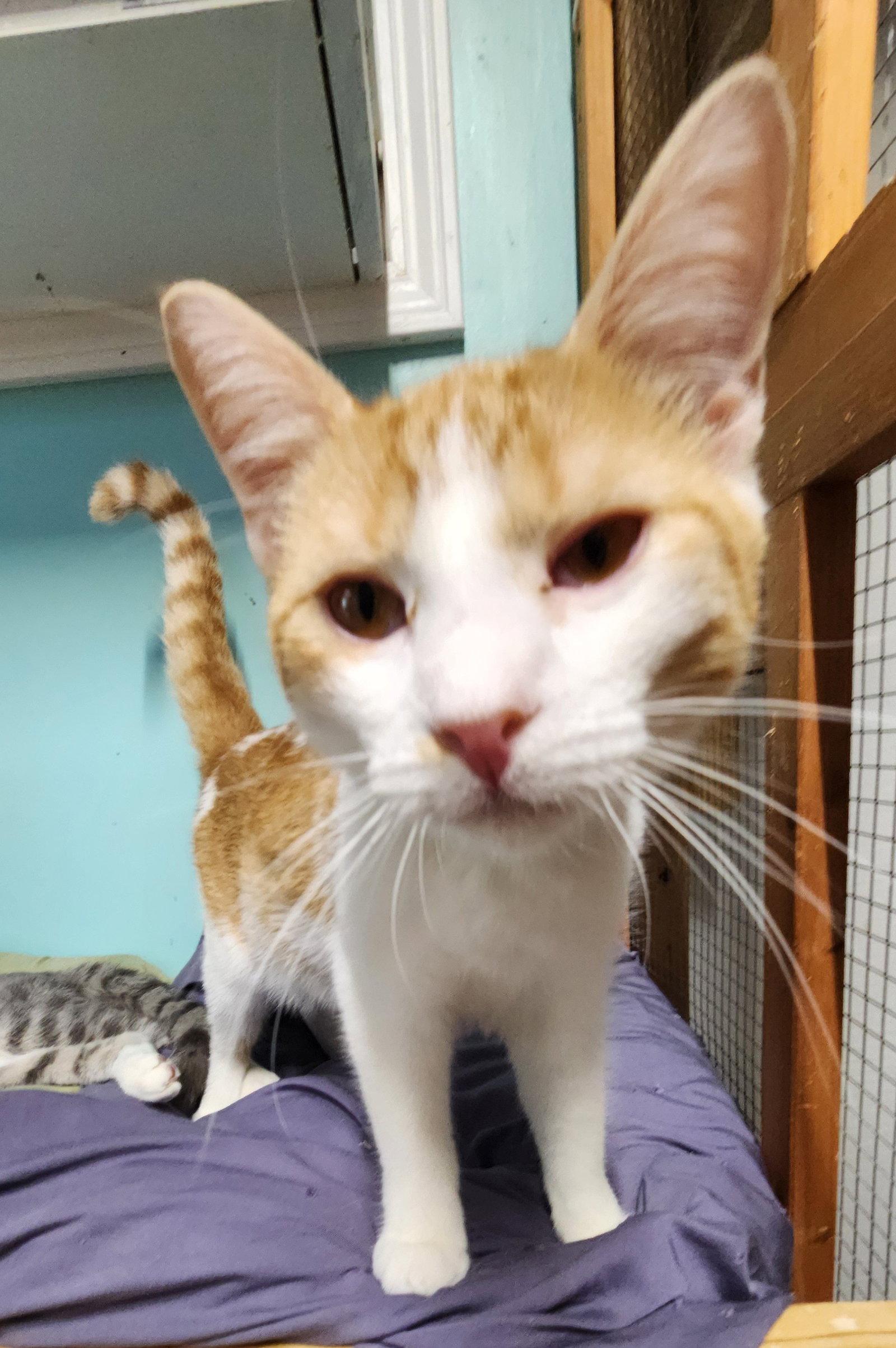 Enlarge Simba, a Adopted Domestic Short Hair in Crossville, TN image 1/3