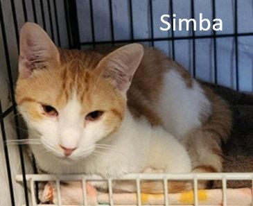 Enlarge Simba, a Adopted Domestic Short Hair in Crossville, TN image 2/3