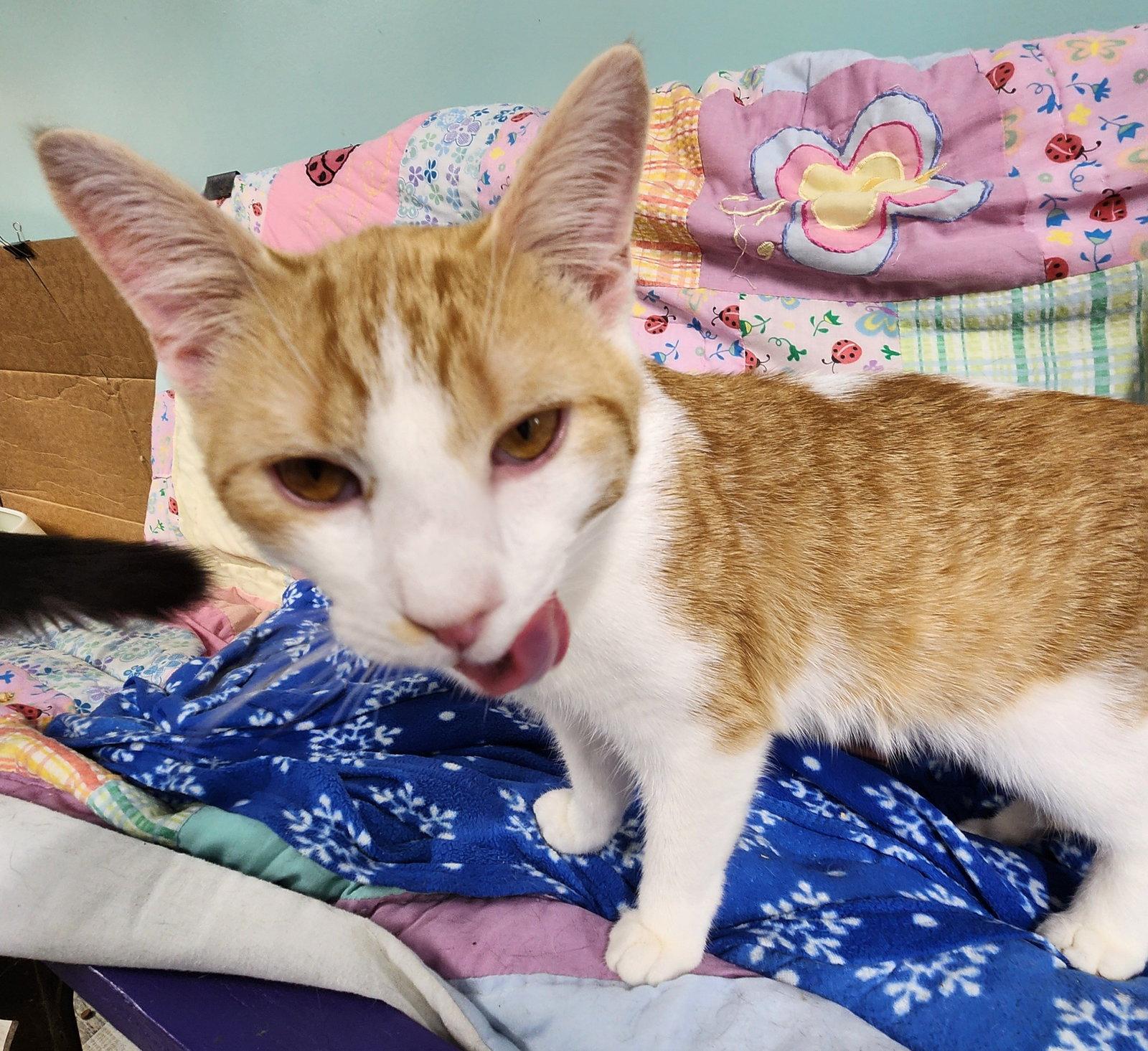 Enlarge Simba, a Adopted Domestic Short Hair in Crossville, TN image 3/3