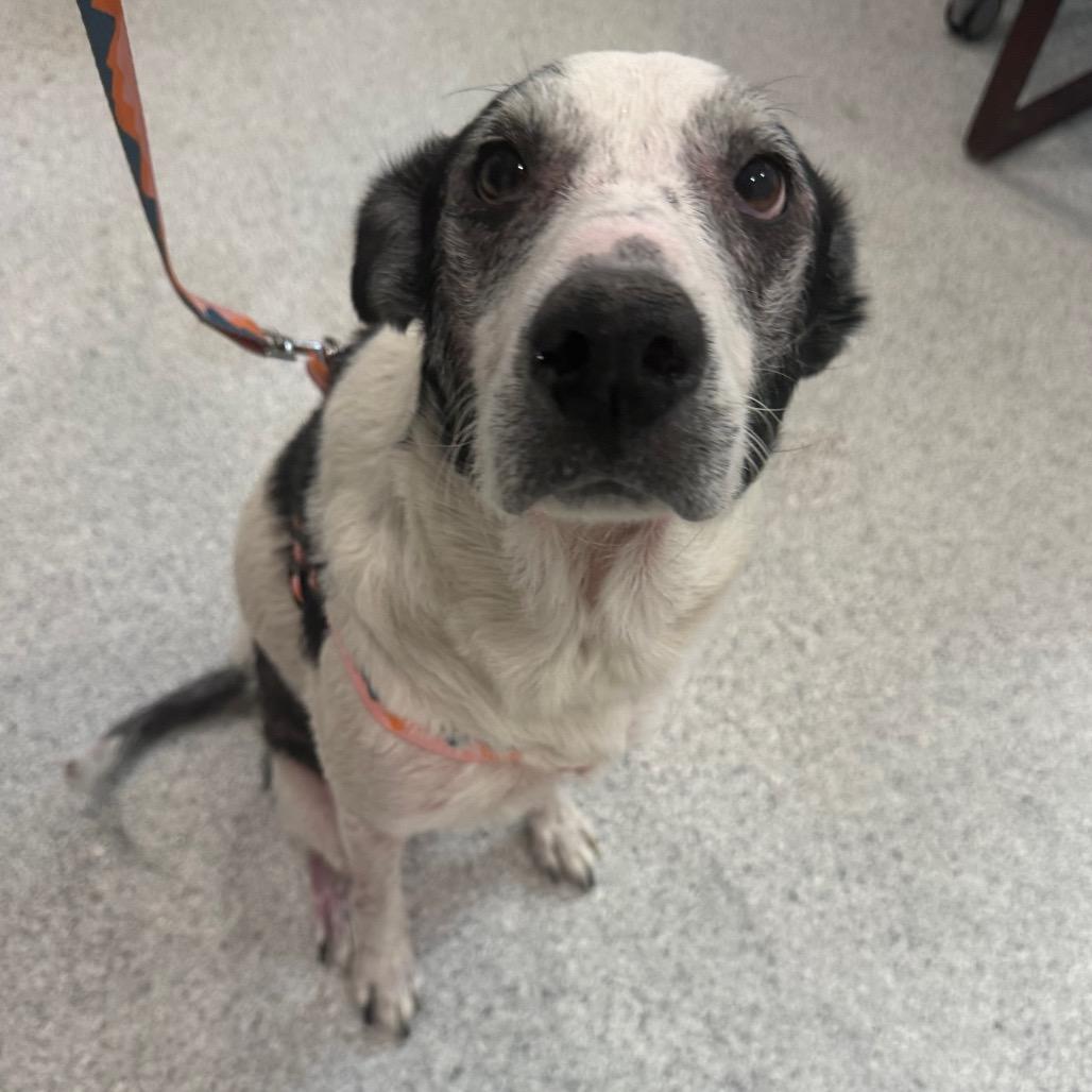 Bandi, Adoptable, Senior Female Labrador Retriever & Mixed Breed.