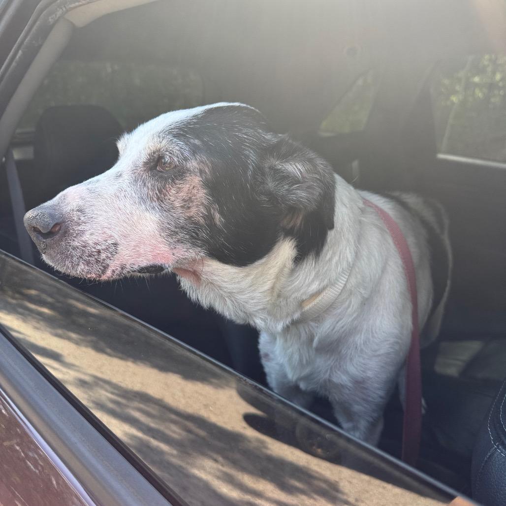 Enlarge Bandi, a Adoptable mixed breed in Pineville, MO image 2/3
