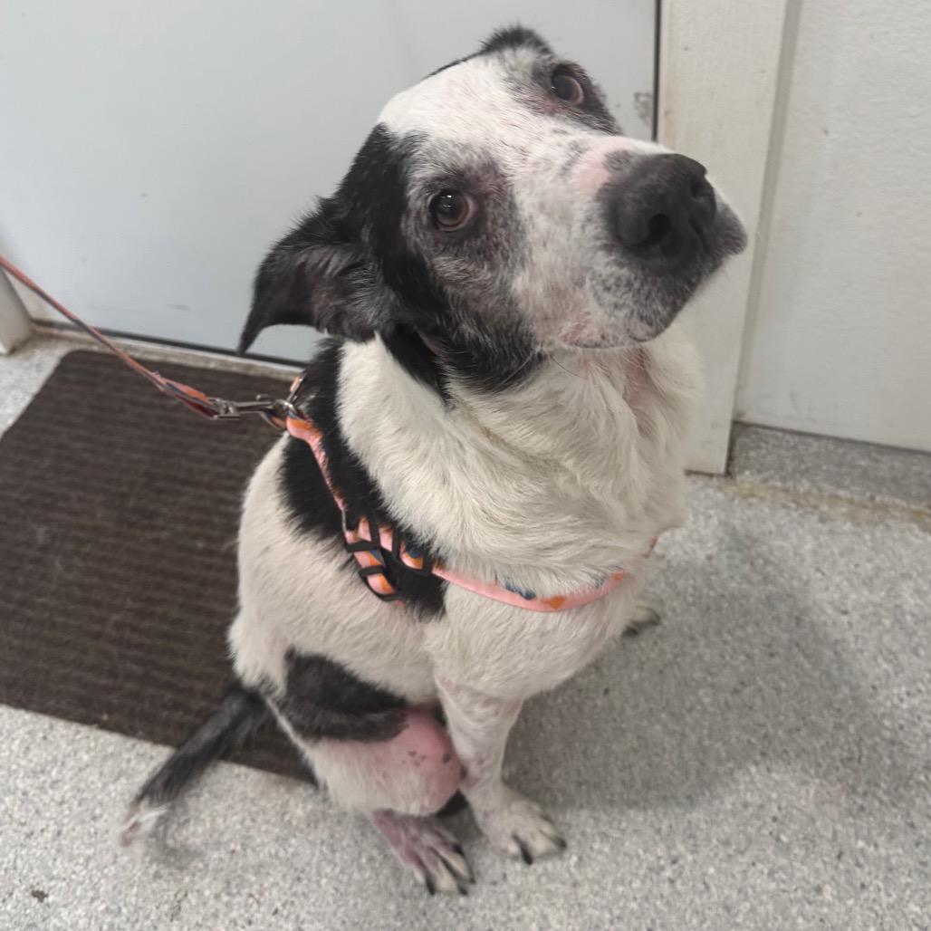 Enlarge Bandi, a Adoptable mixed breed in Pineville, MO image 3/3