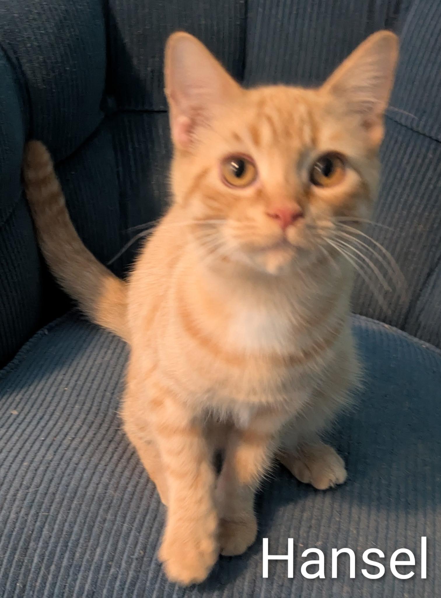 Hansel, ADOPTABLE, Young Male Domestic Short Hair.