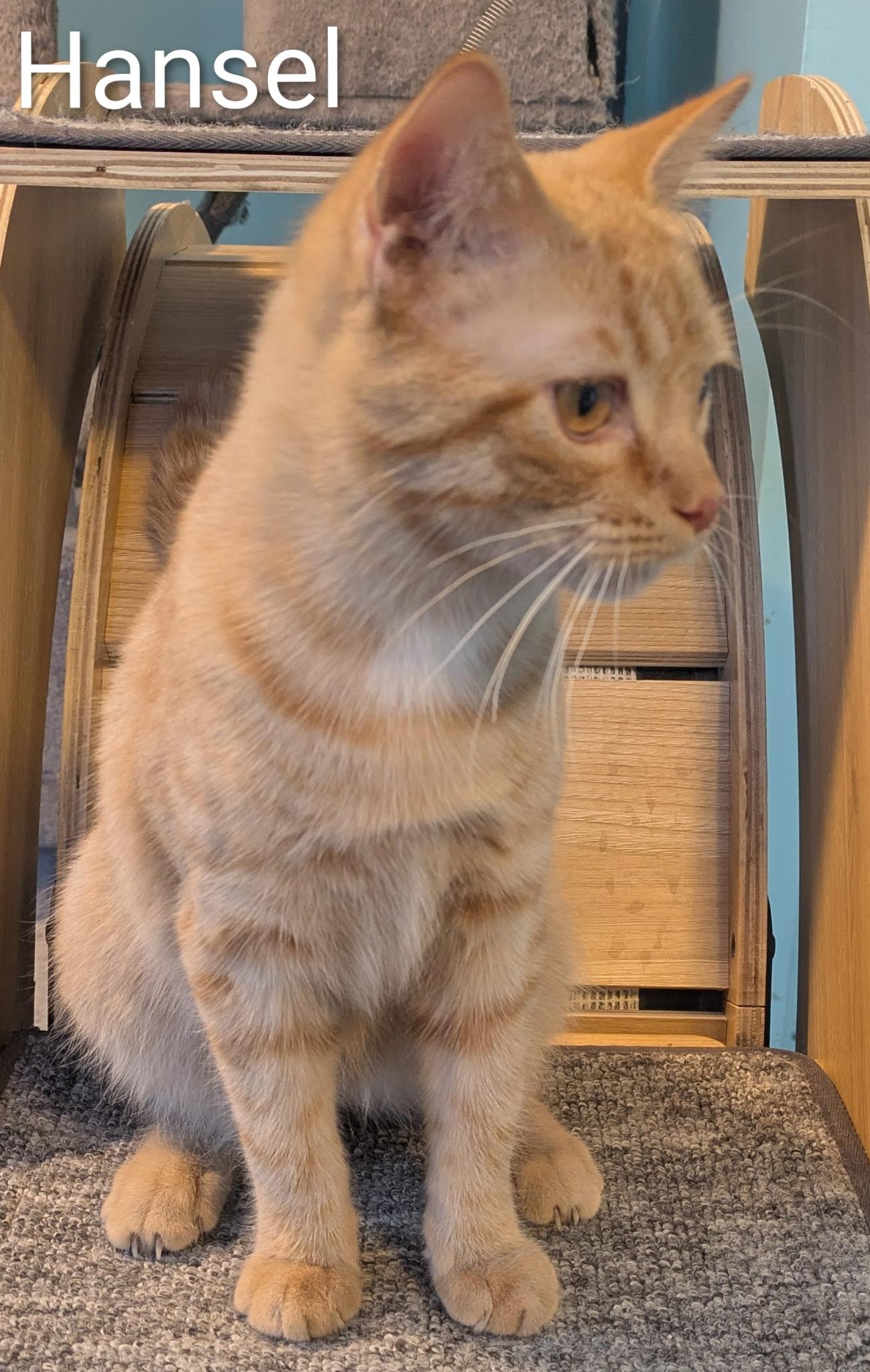 Enlarge Hansel, a ADOPTABLE Domestic Short Hair in Mears, MI image 2/2