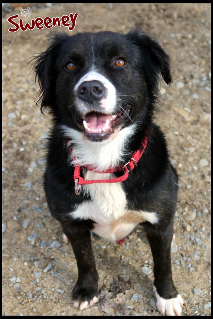 Enlarge Sweeney, a ADOPTABLE mixed breed in Shippenville, PA image 4/6
