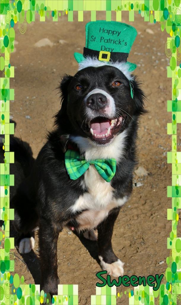 Enlarge Sweeney, a ADOPTABLE mixed breed in Shippenville, PA image 6/6