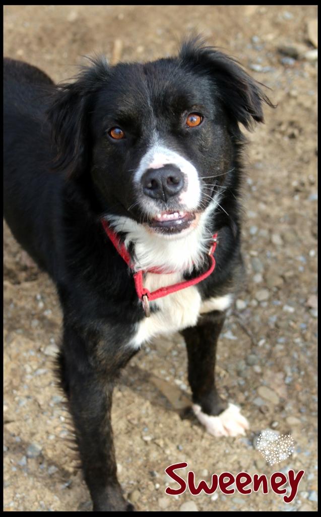 Enlarge Sweeney, a ADOPTABLE mixed breed in Shippenville, PA image 3/6