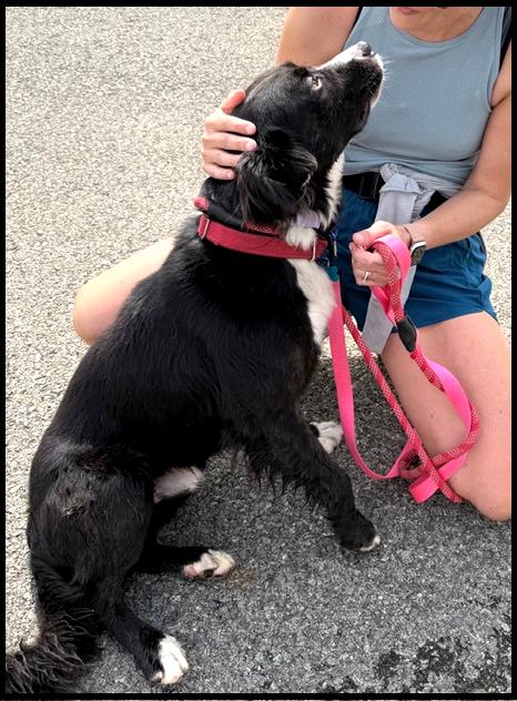 Enlarge Sweeney, a ADOPTABLE mixed breed in Shippenville, PA image 3/6