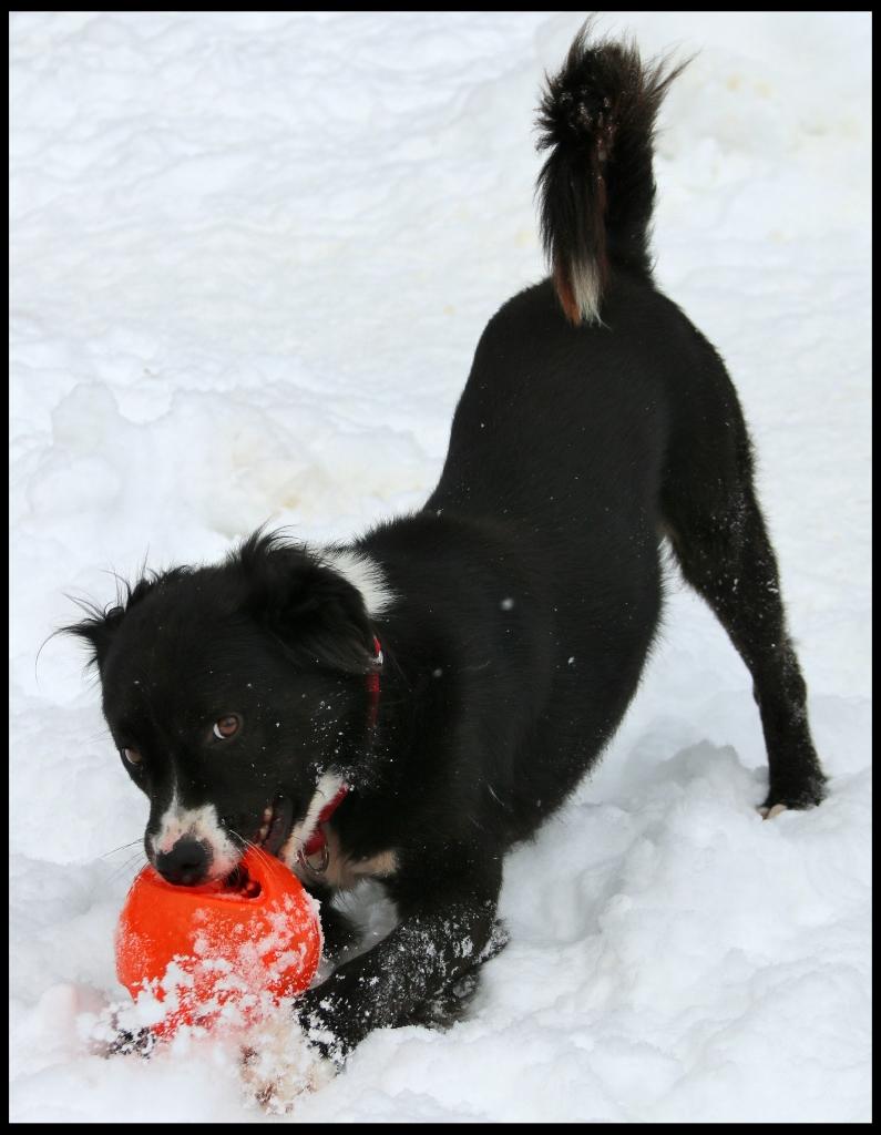 Enlarge Sweeney, a ADOPTABLE mixed breed in Shippenville, PA image 2/6