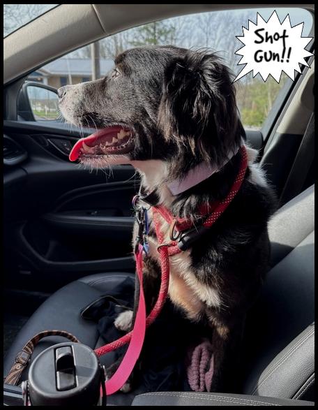 Enlarge Sweeney, a ADOPTABLE mixed breed in Shippenville, PA image 2/6