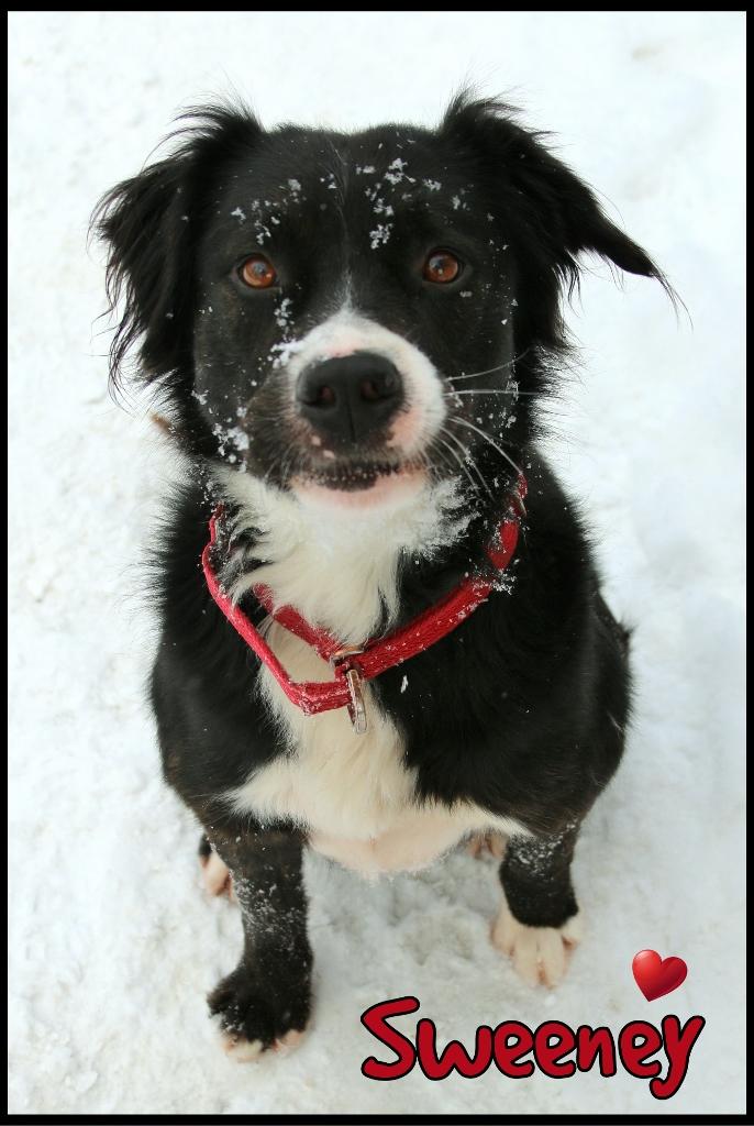Enlarge Sweeney, a ADOPTABLE mixed breed in Shippenville, PA image 1/6