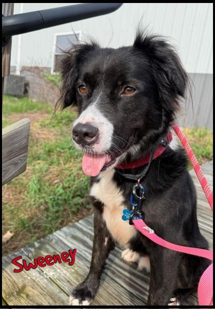 Enlarge Sweeney, a ADOPTABLE mixed breed in Shippenville, PA image 1/6