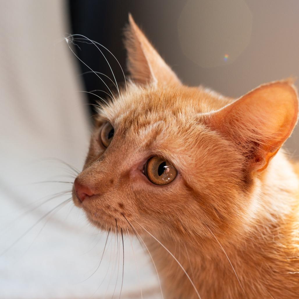 Reba, Adoptable, Young Female Domestic Short Hair.