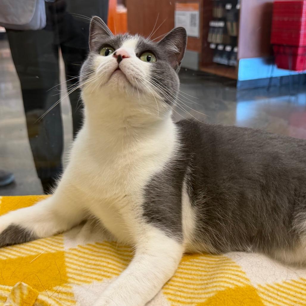 Windbreaker, Adoptable, Adult Female Domestic Short Hair.