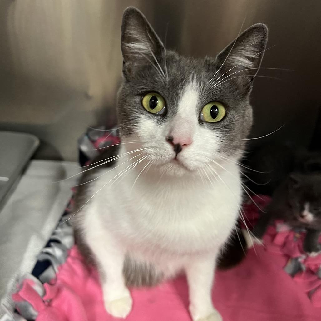Windbreaker, a Adoptable Domestic Short Hair in Morgan Hill, CA image 2/3