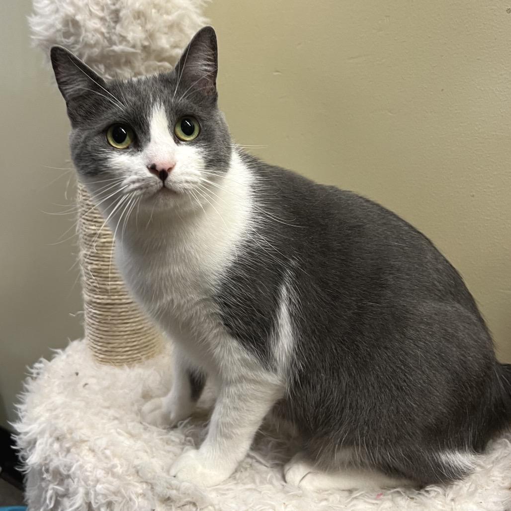Enlarge Windbreaker, a Adoptable Domestic Short Hair in Morgan Hill, CA image 3/4