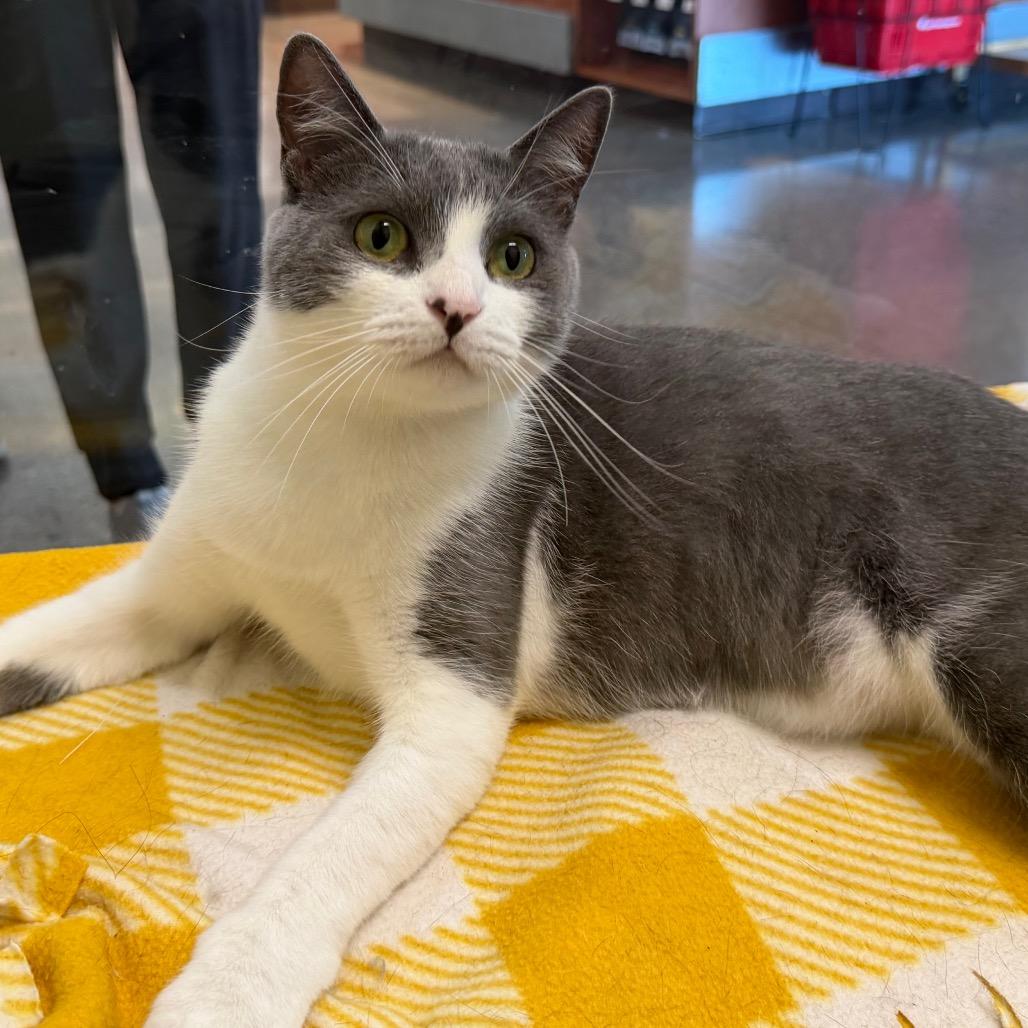 Windbreaker, a Adoptable Domestic Short Hair in Morgan Hill, CA image 3/3