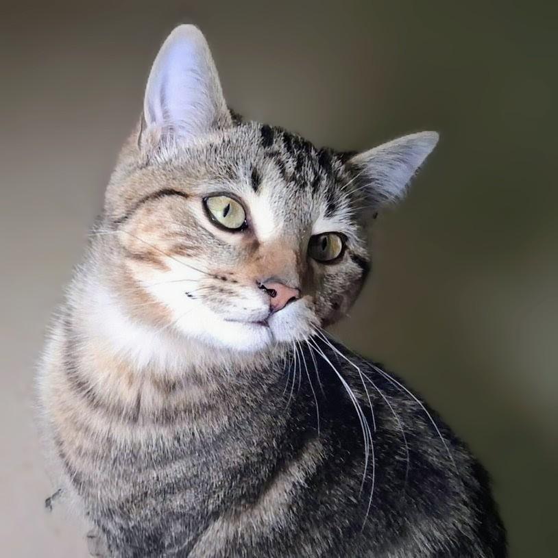 Huckleberry, ADOPTABLE, Kitten Male Domestic Short Hair.