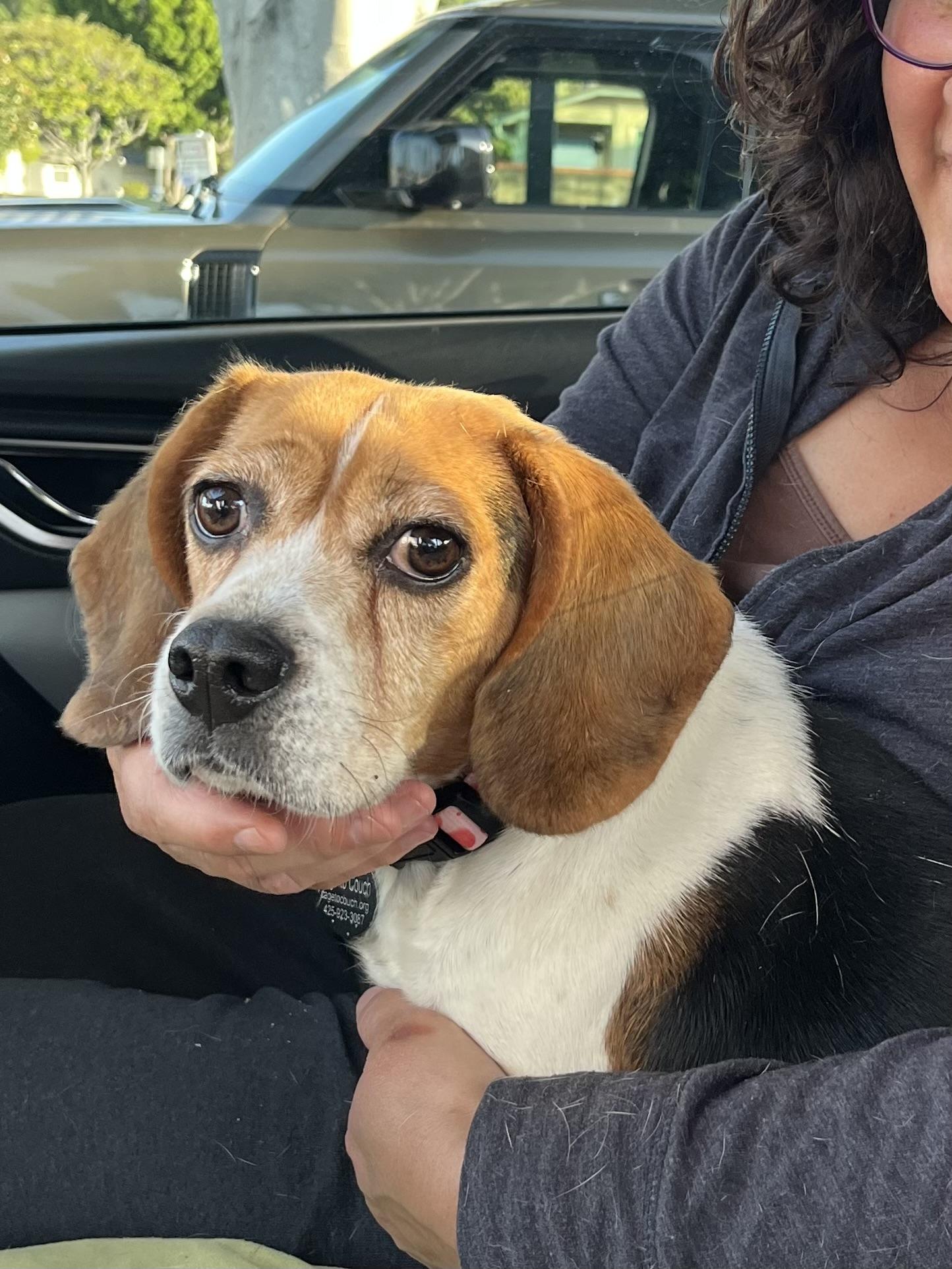 Enlarge Blanche, a ADOPTABLE Beagle in Anaheim, CA image 3/3