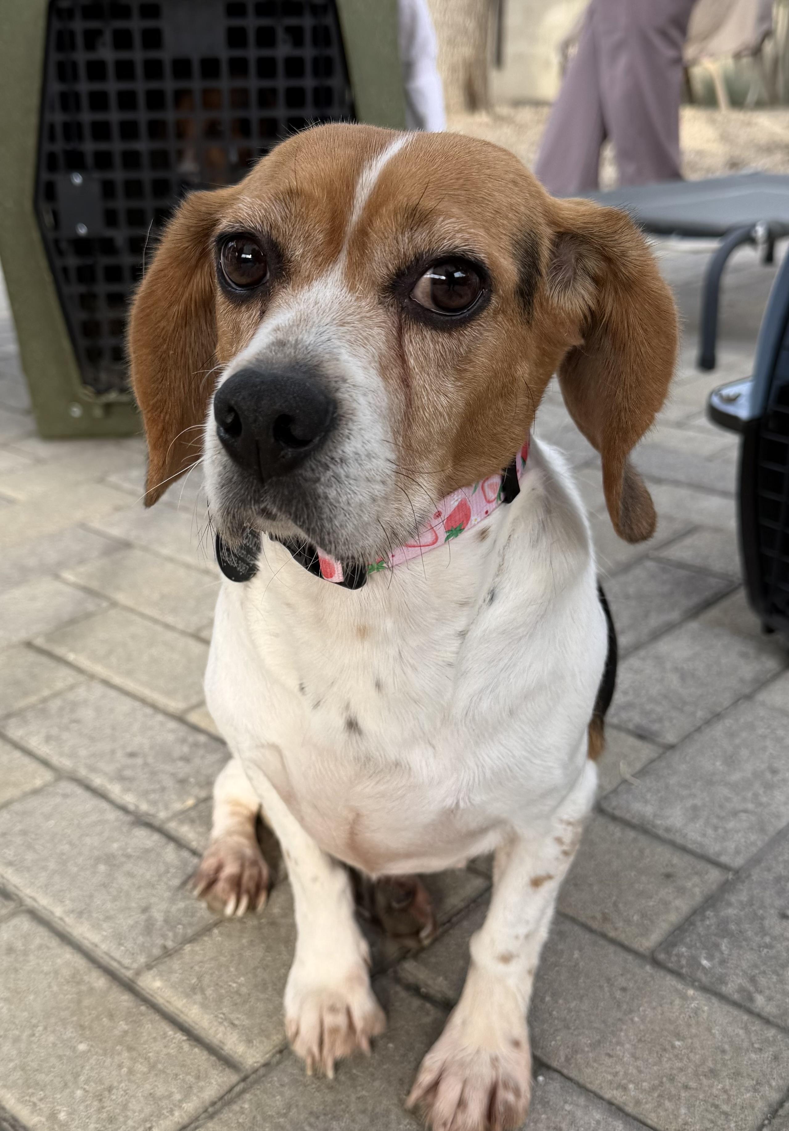 Blanche, ADOPTABLE, Adult Female Beagle.