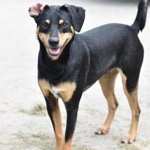 Duke, a Adoptable Miniature Pinscher in Sugar Land, TX image 3/5