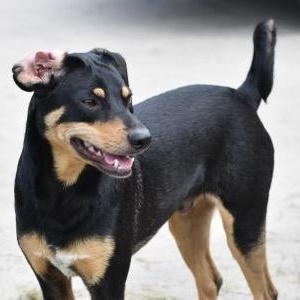 Duke, a Adoptable Miniature Pinscher in Sugar Land, TX image 2/5