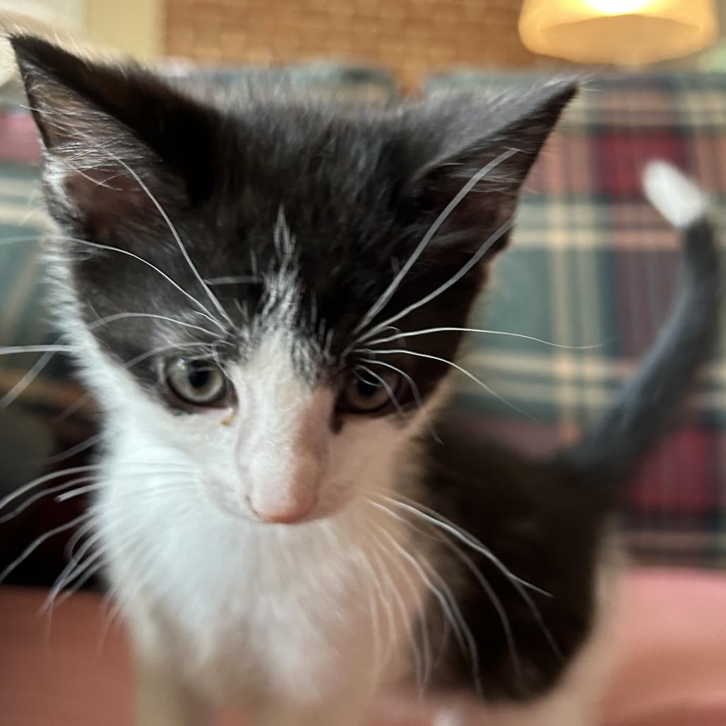 Enlarge Buster 4, a Adoptable Domestic Short Hair in Winchester, VA image 1/2