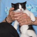 Enlarge Buster 4, a Adoptable Domestic Short Hair in Winchester, VA image 2/2