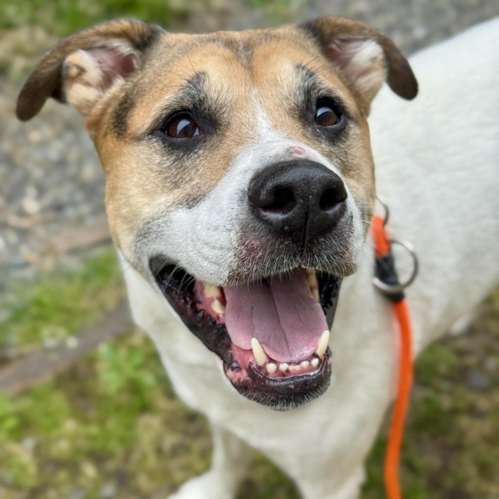 Boba, Adoptable, Adult Male Pit Bull Terrier & Mixed Breed.
