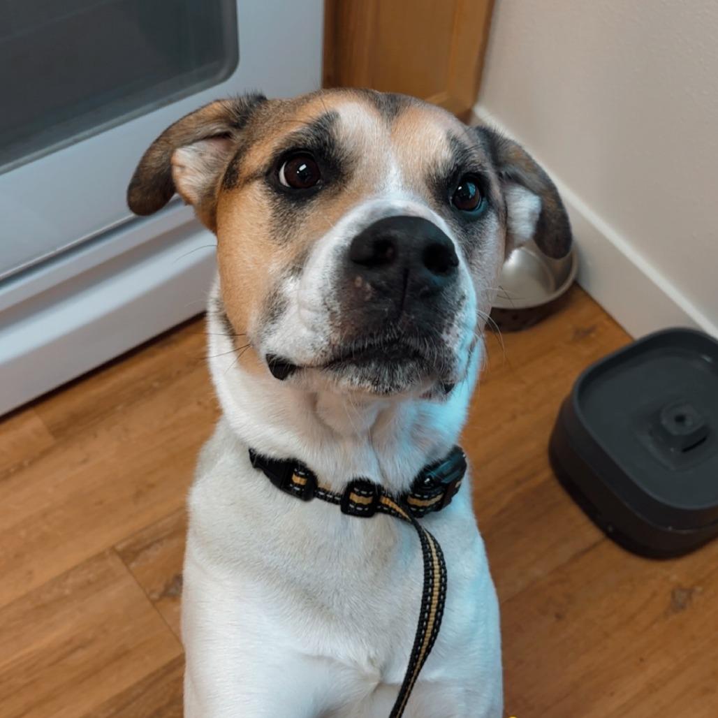 Boba, a Adoptable mixed breed in Tacoma, WA image 2/3
