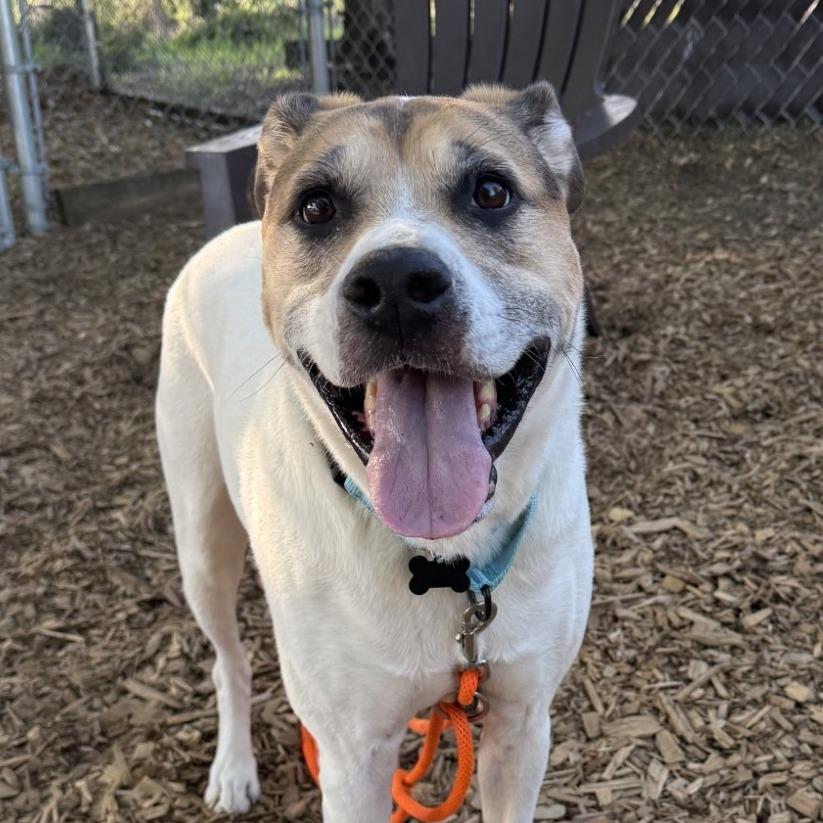 Boba, a Adoptable mixed breed in Tacoma, WA image 3/3