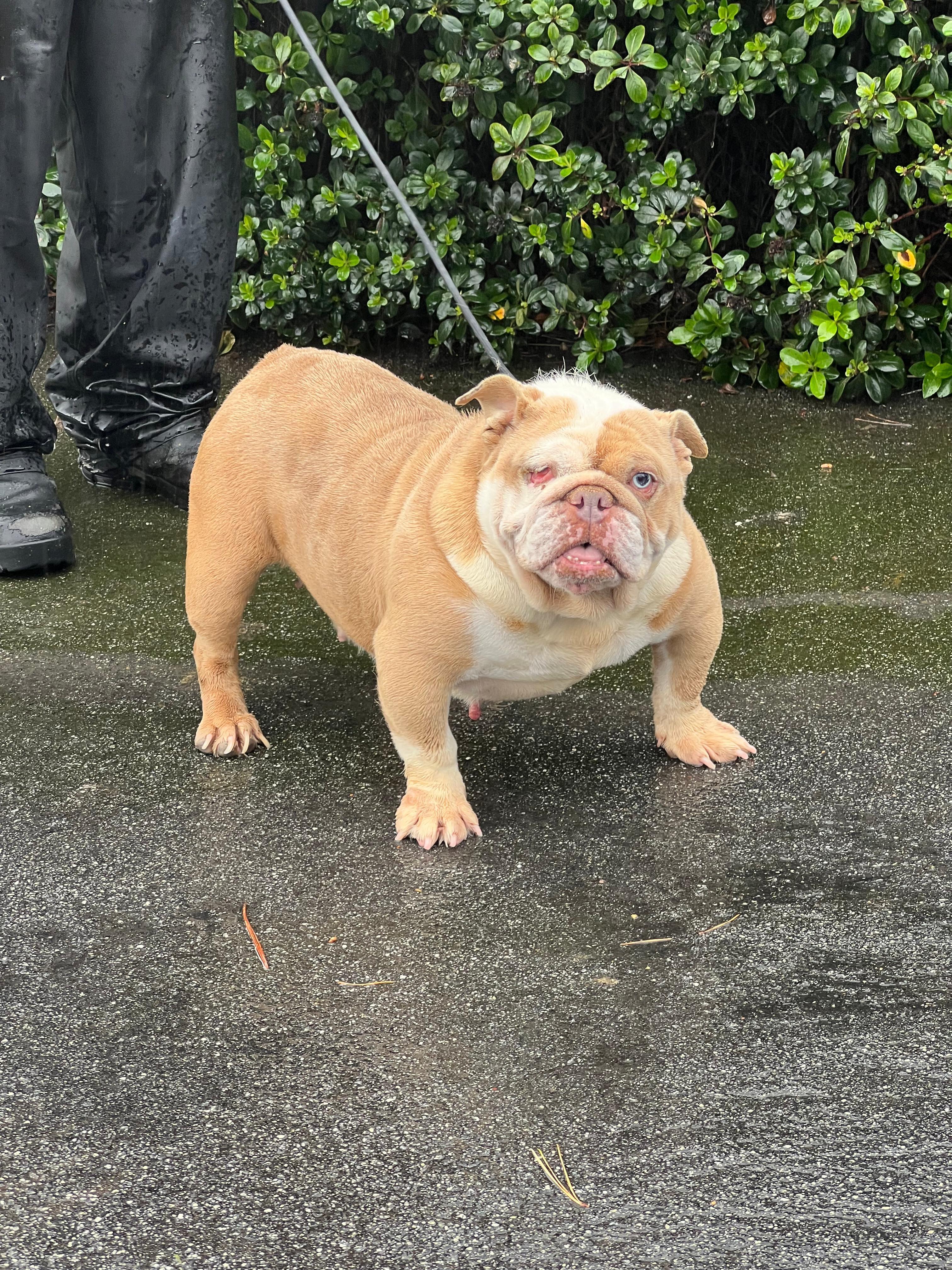 Princess, a ADOPTABLE English Bulldog in San Juan Bautista, CA image 3/6