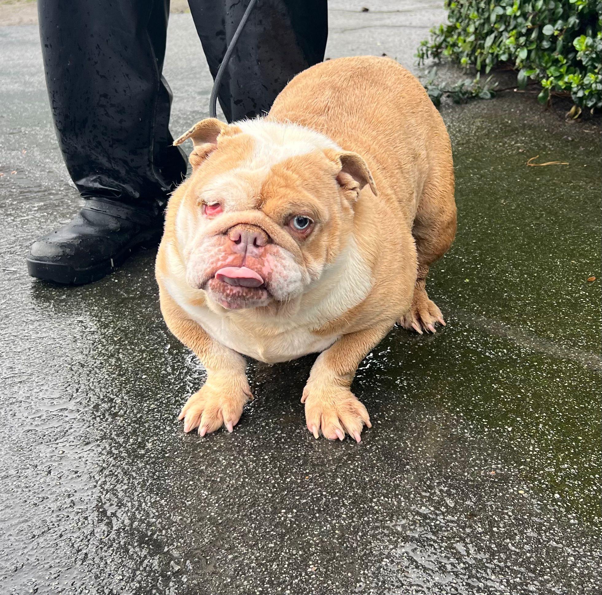 Princess, a ADOPTABLE English Bulldog in San Juan Bautista, CA image 5/6