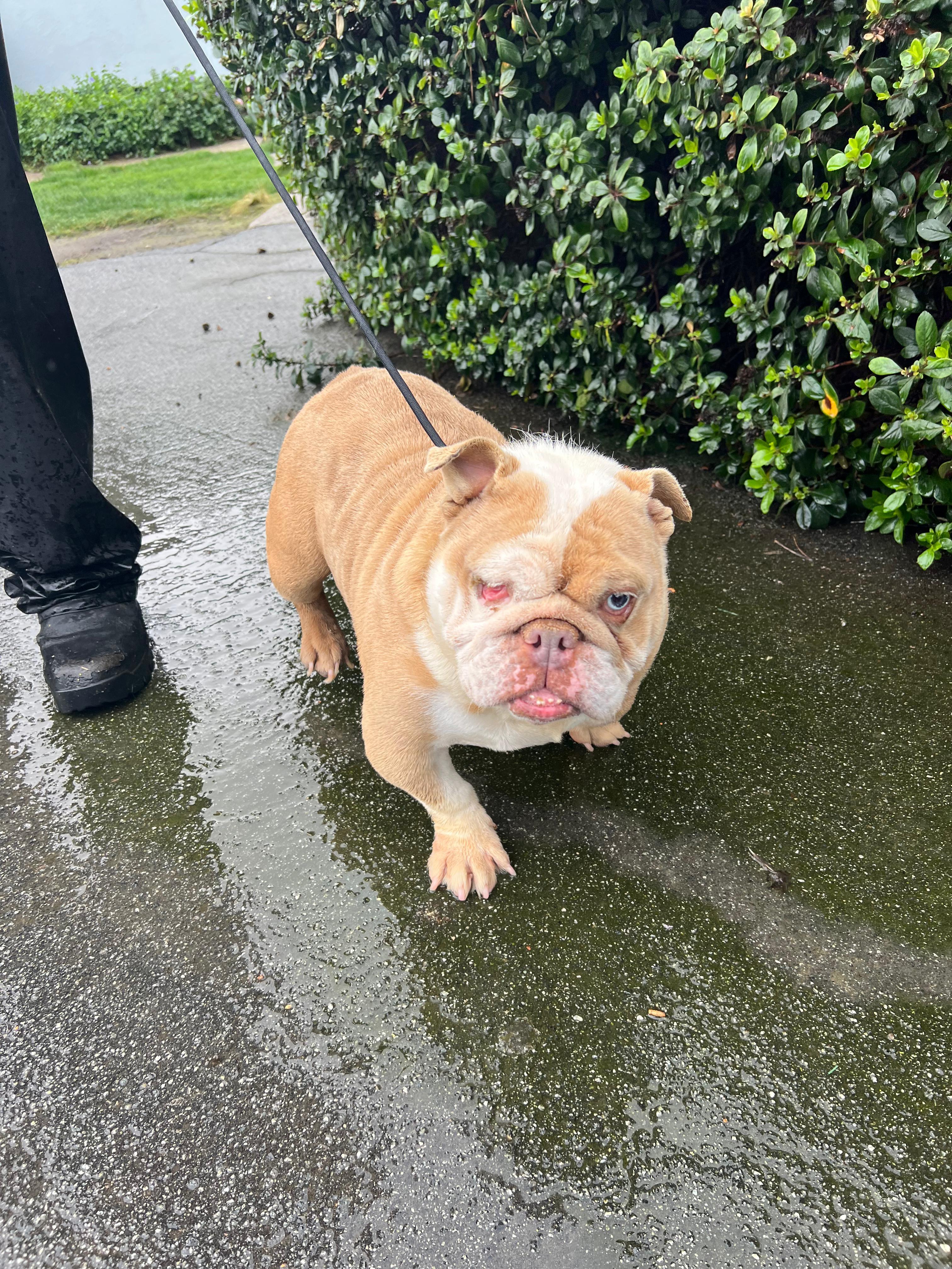 Princess, a ADOPTABLE English Bulldog in San Juan Bautista, CA image 4/6