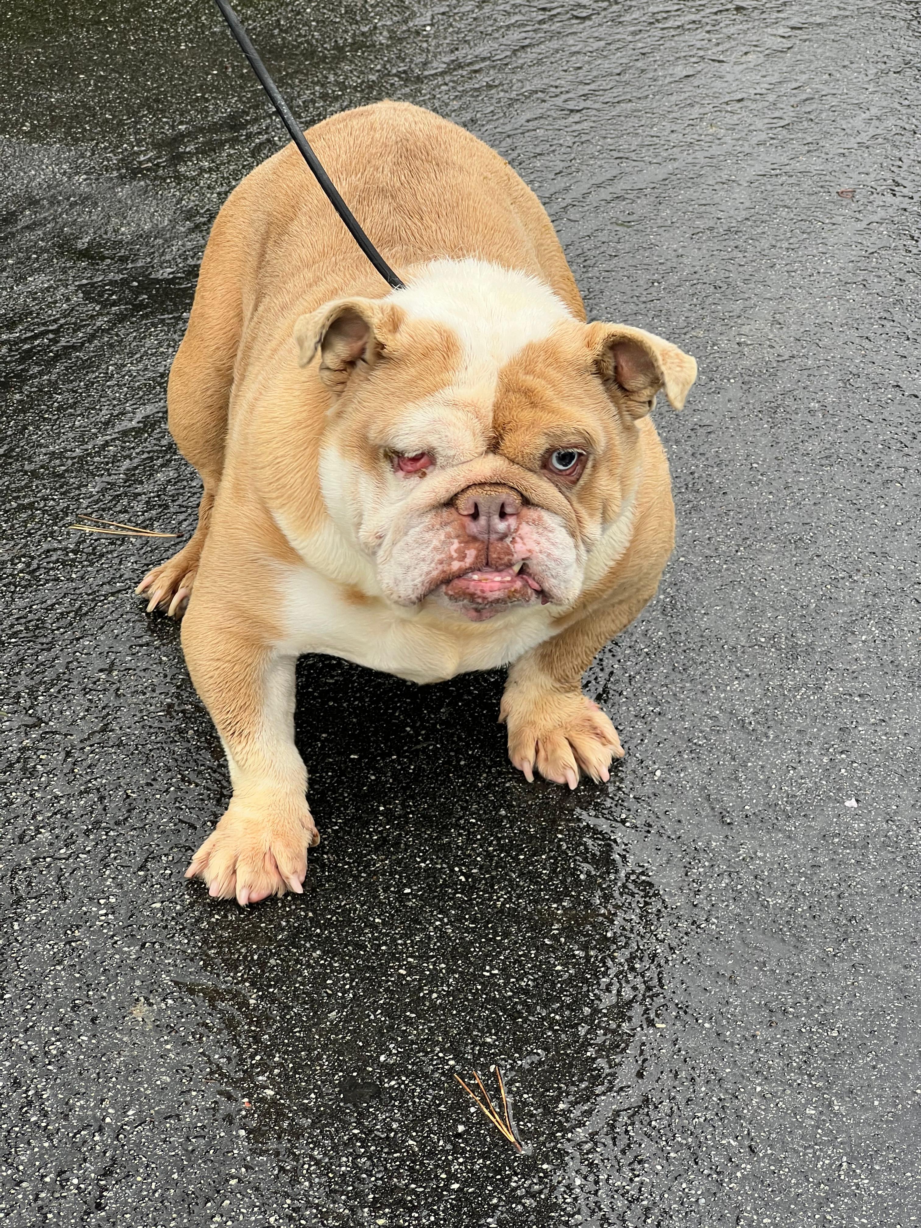 Princess, a ADOPTABLE English Bulldog in San Juan Bautista, CA image 6/6