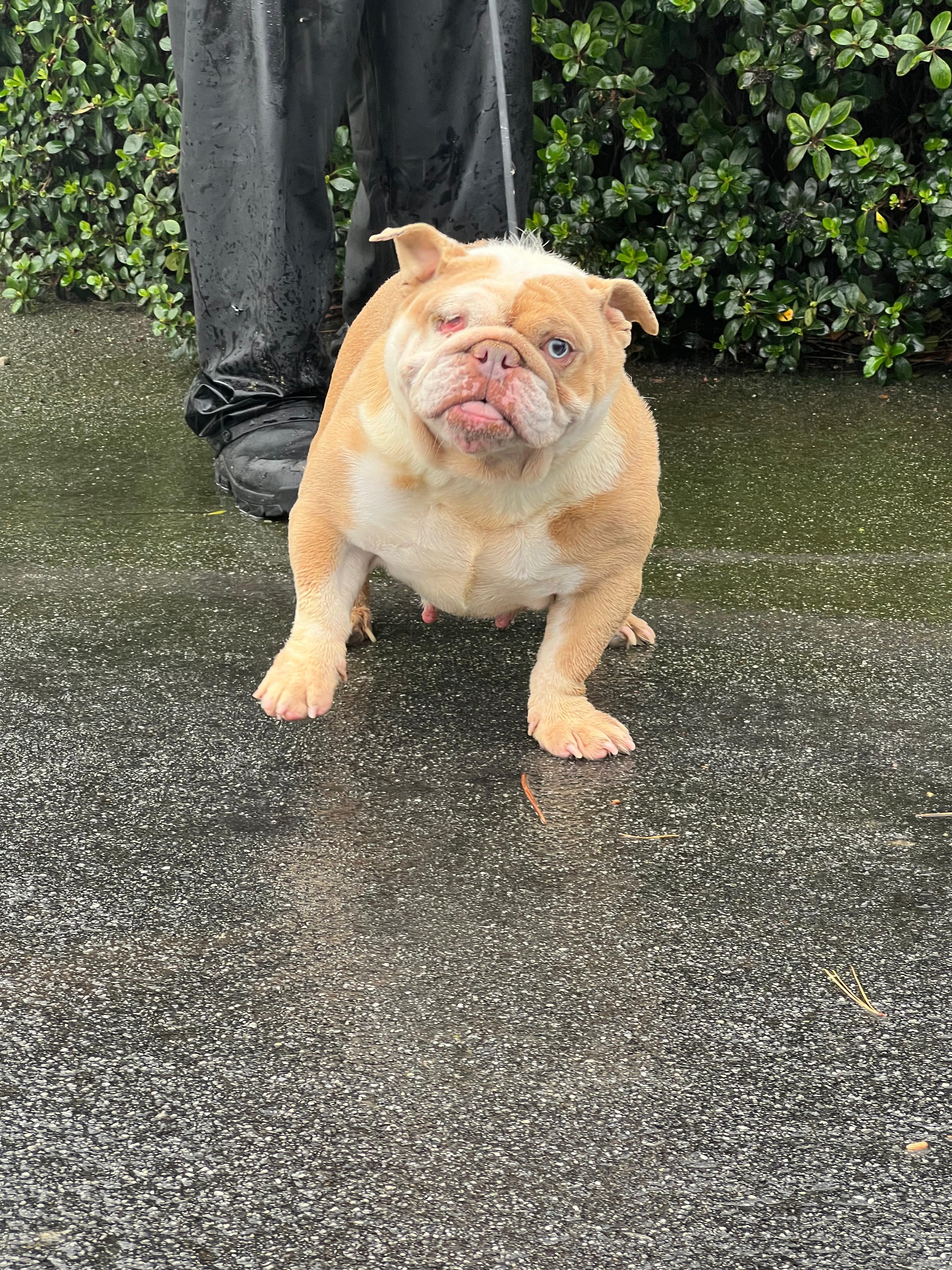 Princess, a ADOPTABLE English Bulldog in San Juan Bautista, CA image 2/6