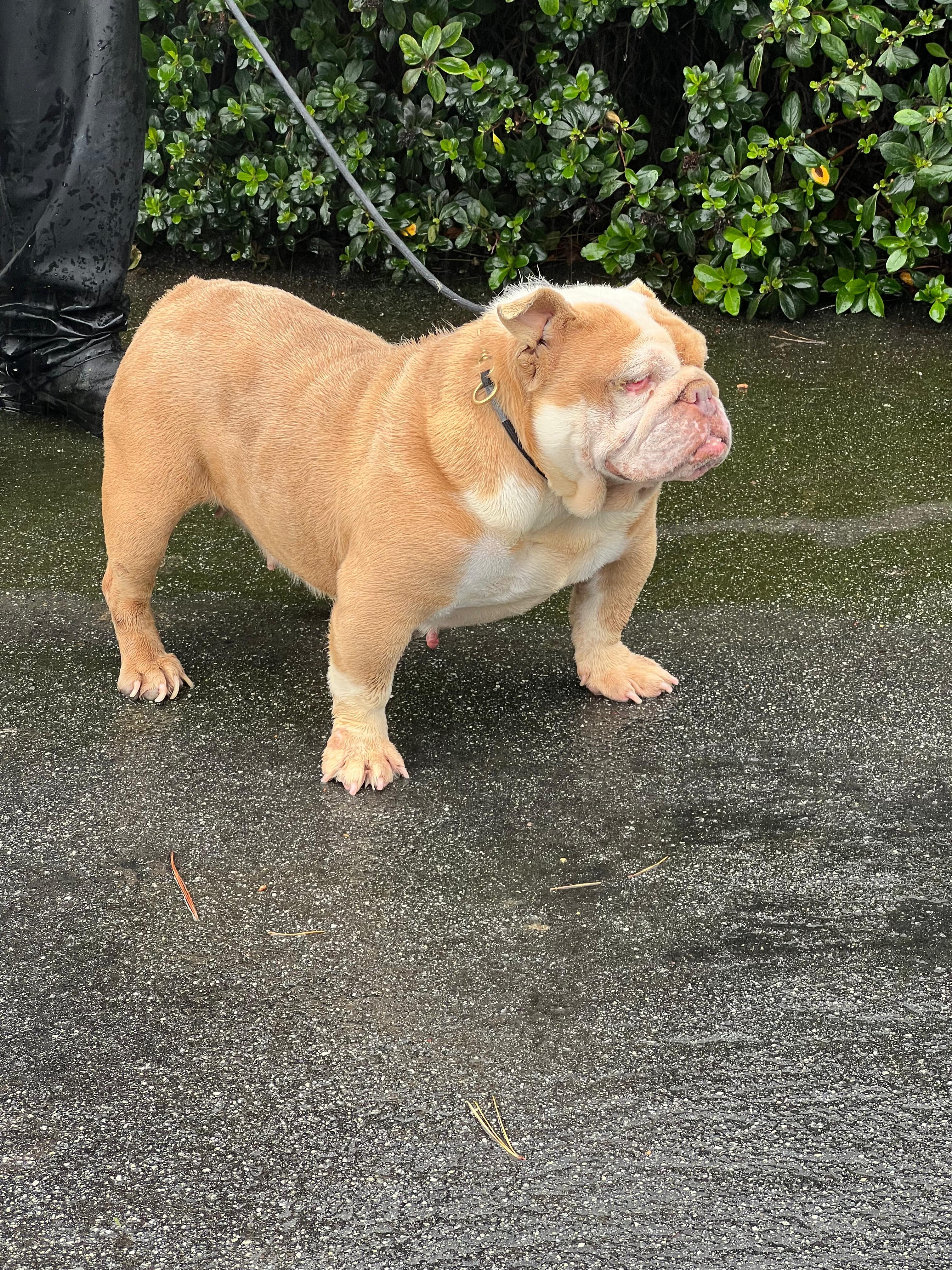 Princess, ADOPTABLE, Adult Female English Bulldog.