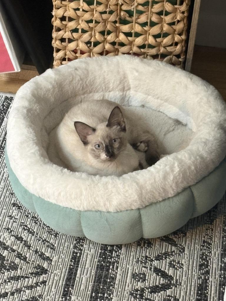 Daenerys, Adoptable, Young Female Domestic Short Hair.