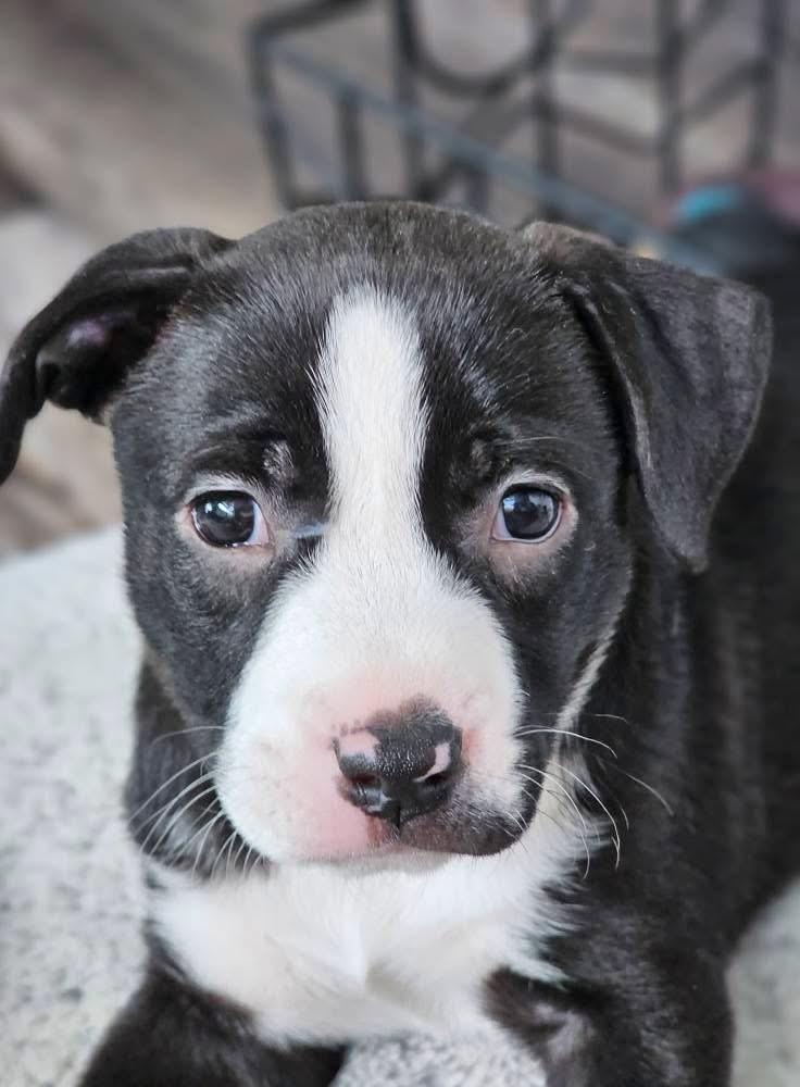 Charlotte, Adoptable, Puppy Female American Bulldog & Pit Bull Terrier.