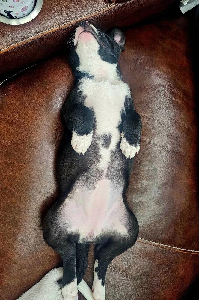 Enlarge Charlotte, a Adoptable mixed breed in Littleton, CO image 2/6